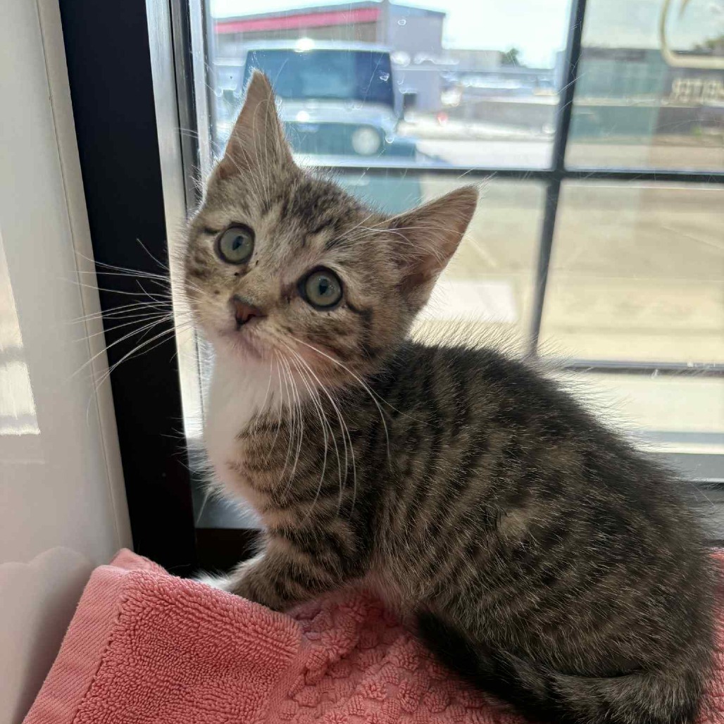 Zully, an adoptable Domestic Short Hair in Garden City, KS, 67846 | Photo Image 3