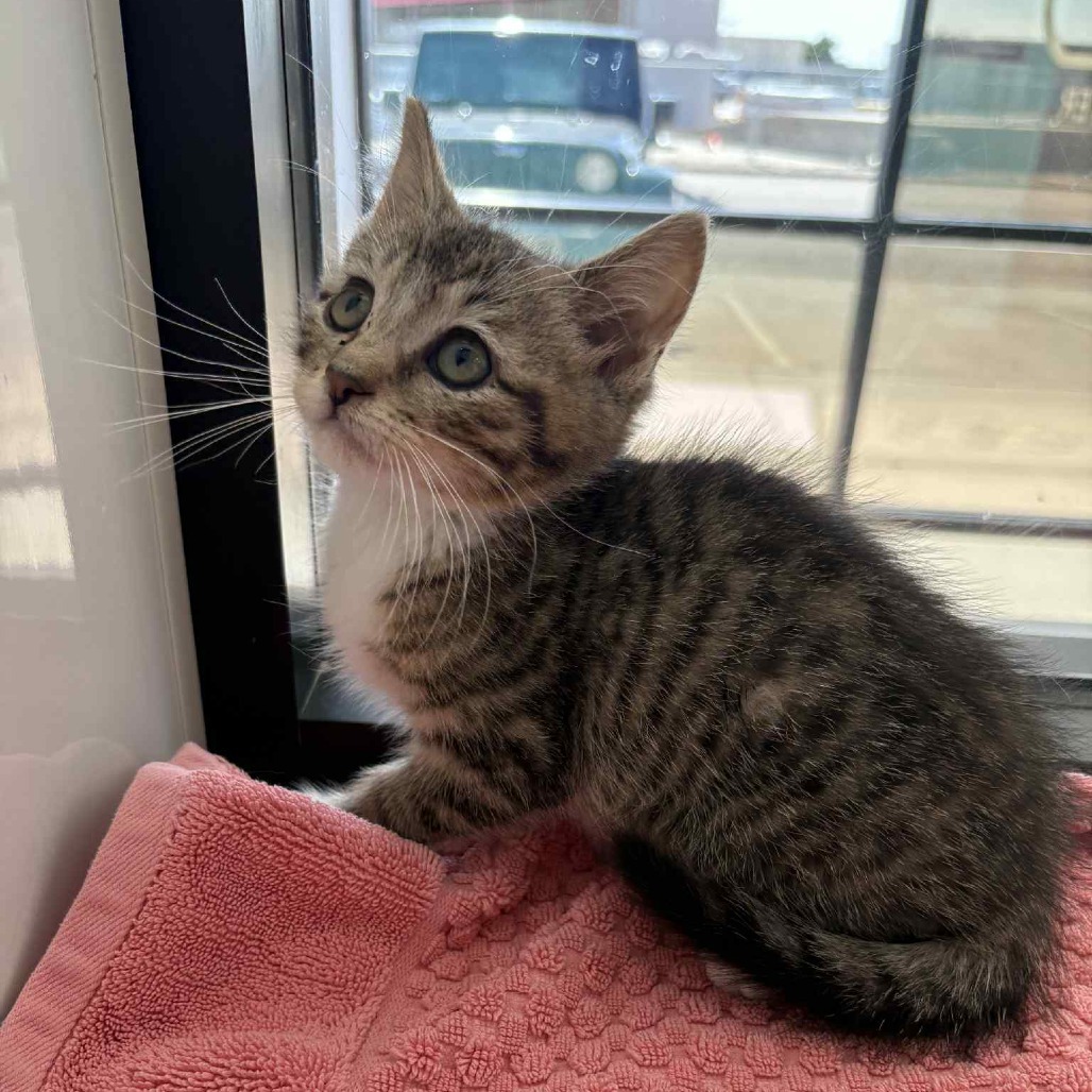 Zully, an adoptable Domestic Short Hair in Garden City, KS, 67846 | Photo Image 4