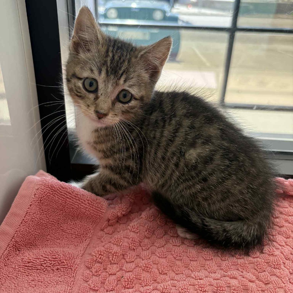 Zully, an adoptable Domestic Short Hair in Garden City, KS, 67846 | Photo Image 5