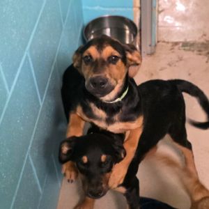 Simon, Baby Male Shepherd
