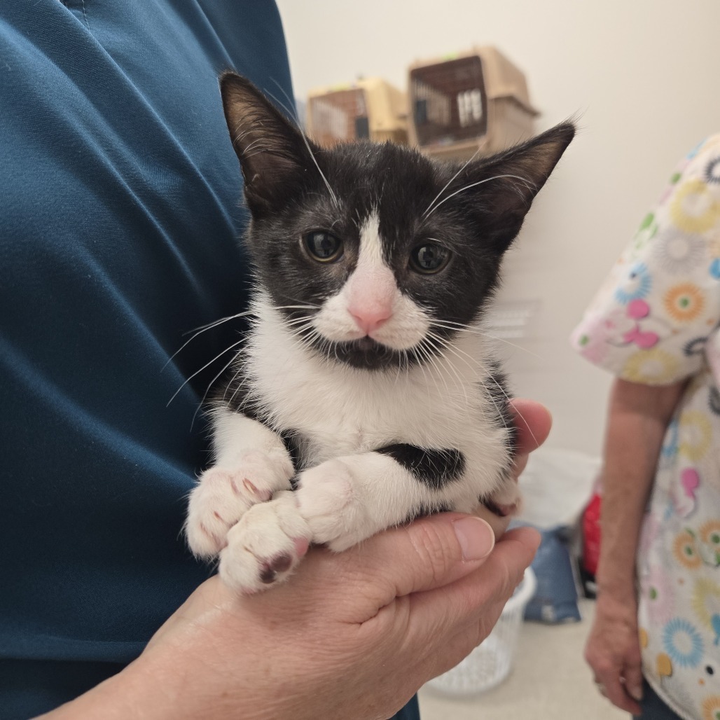Rosemary, an adoptable Domestic Short Hair in Ashland, OR, 97520 | Photo Image 1