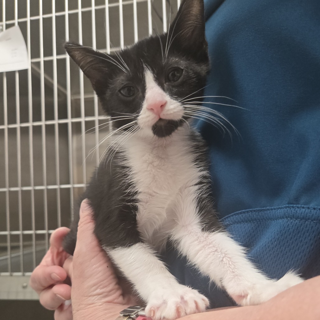 Sage, an adoptable Domestic Short Hair in Ashland, OR, 97520 | Photo Image 1