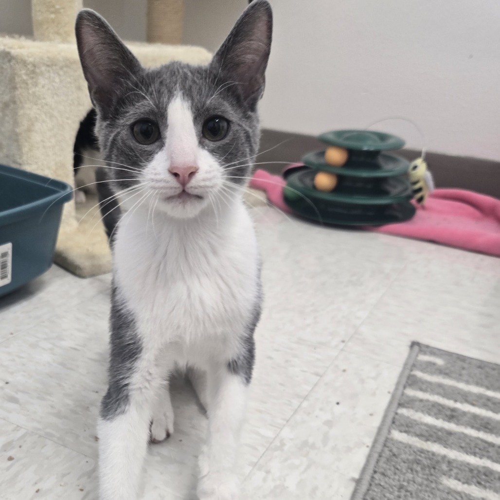 Dill, an adoptable Domestic Short Hair in Ashland, OR, 97520 | Photo Image 1