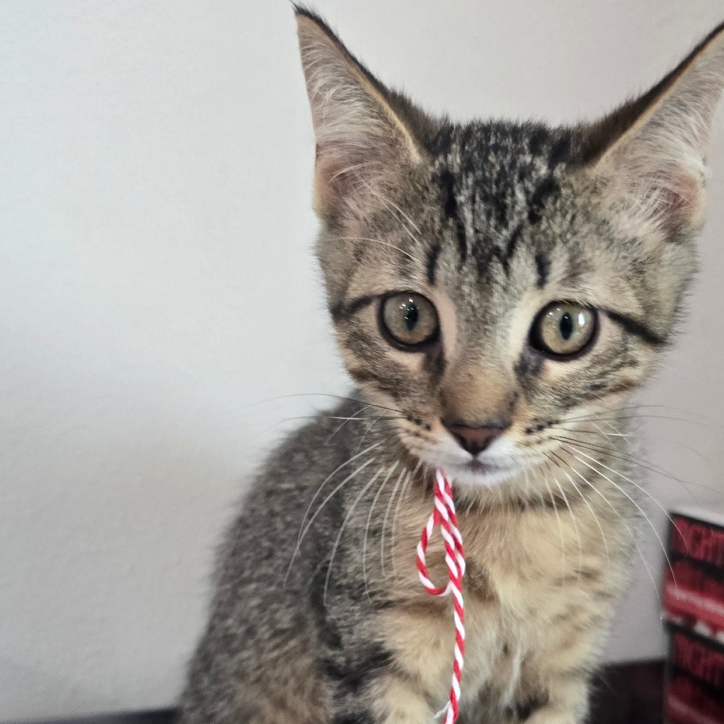 Paloma-197156, an adoptable Domestic Short Hair in Harlingen, TX, 78550 | Photo Image 1