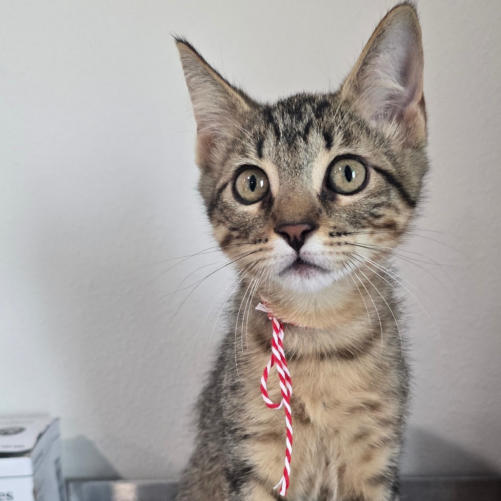 Paloma-197156, an adoptable Domestic Short Hair in Harlingen, TX, 78550 | Photo Image 2