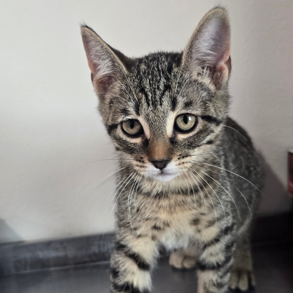 Rocio-197156_2, an adoptable Domestic Short Hair in Harlingen, TX, 78550 | Photo Image 2
