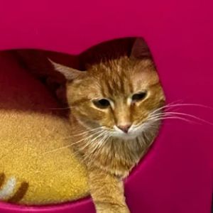 Mimolette, Adult Male Domestic Short Hair