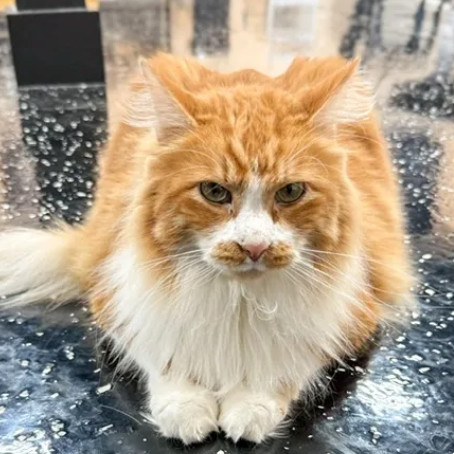 Steve McQueen, an adoptable Domestic Long Hair in Boulder, CO, 80304 | Photo Image 1