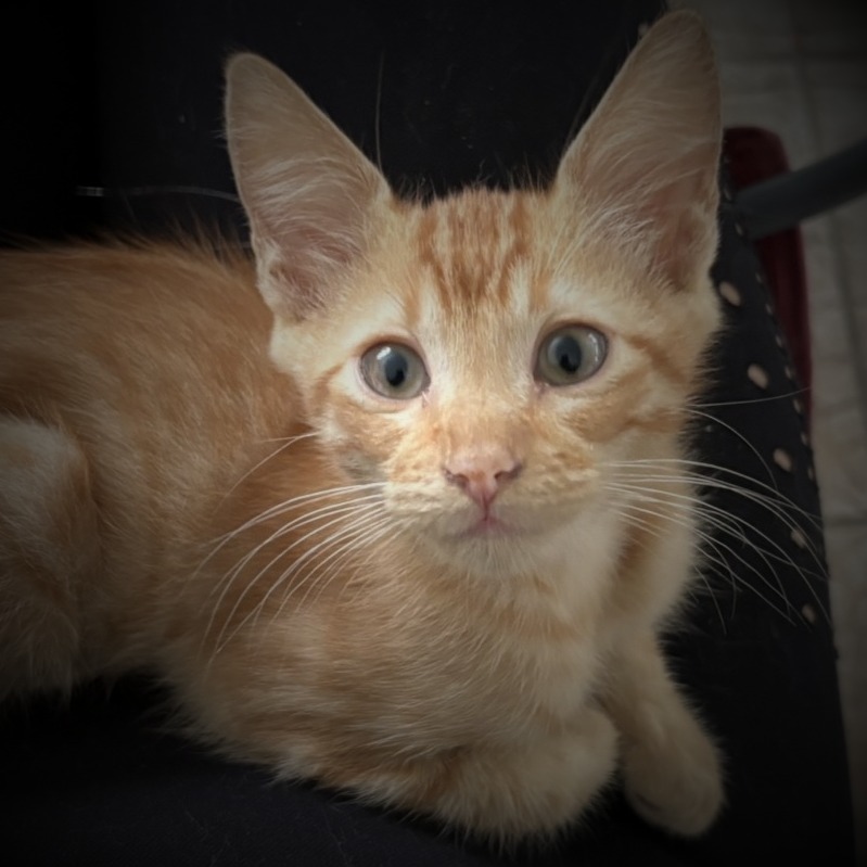 Harry, an adoptable Domestic Short Hair in Rio Grande, PR, 00745 | Photo Image 2