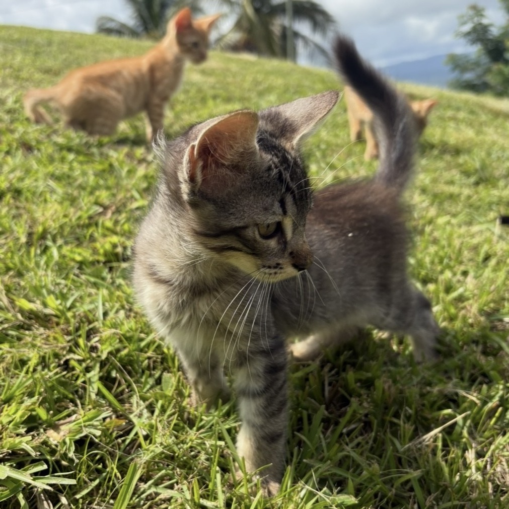 Hagrid, an adoptable Domestic Short Hair in Rio Grande, PR, 00745 | Photo Image 1