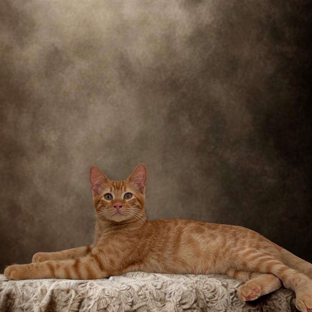 Ron, an adoptable Domestic Short Hair in Rio Grande, PR, 00745 | Photo Image 1