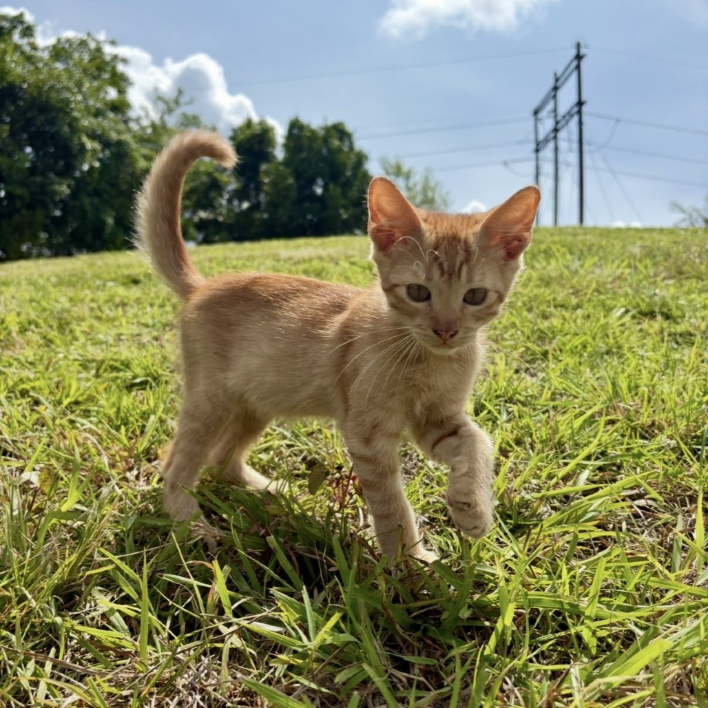 Ron, an adoptable Domestic Short Hair in Rio Grande, PR, 00745 | Photo Image 2