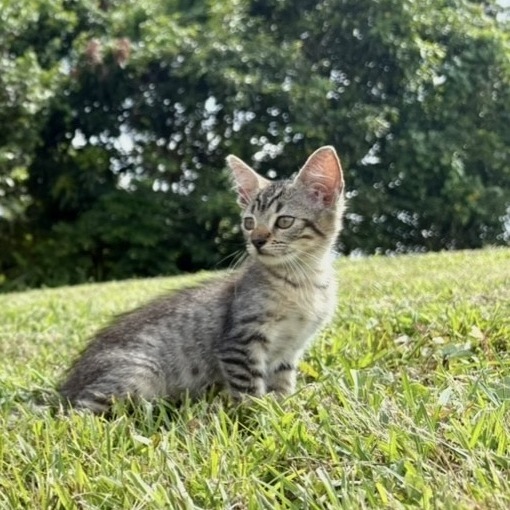 Luna, an adoptable Domestic Short Hair in Rio Grande, PR, 00745 | Photo Image 1
