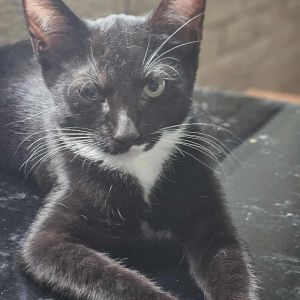 Tyson Beckford, Baby Male Domestic Short Hair