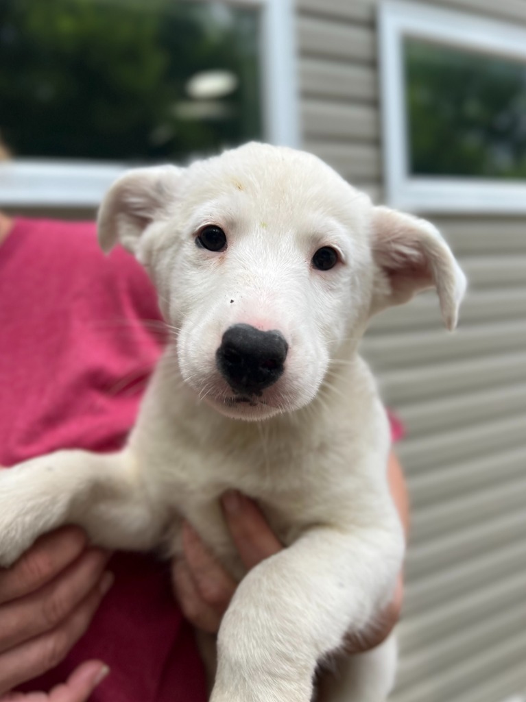 Gracie