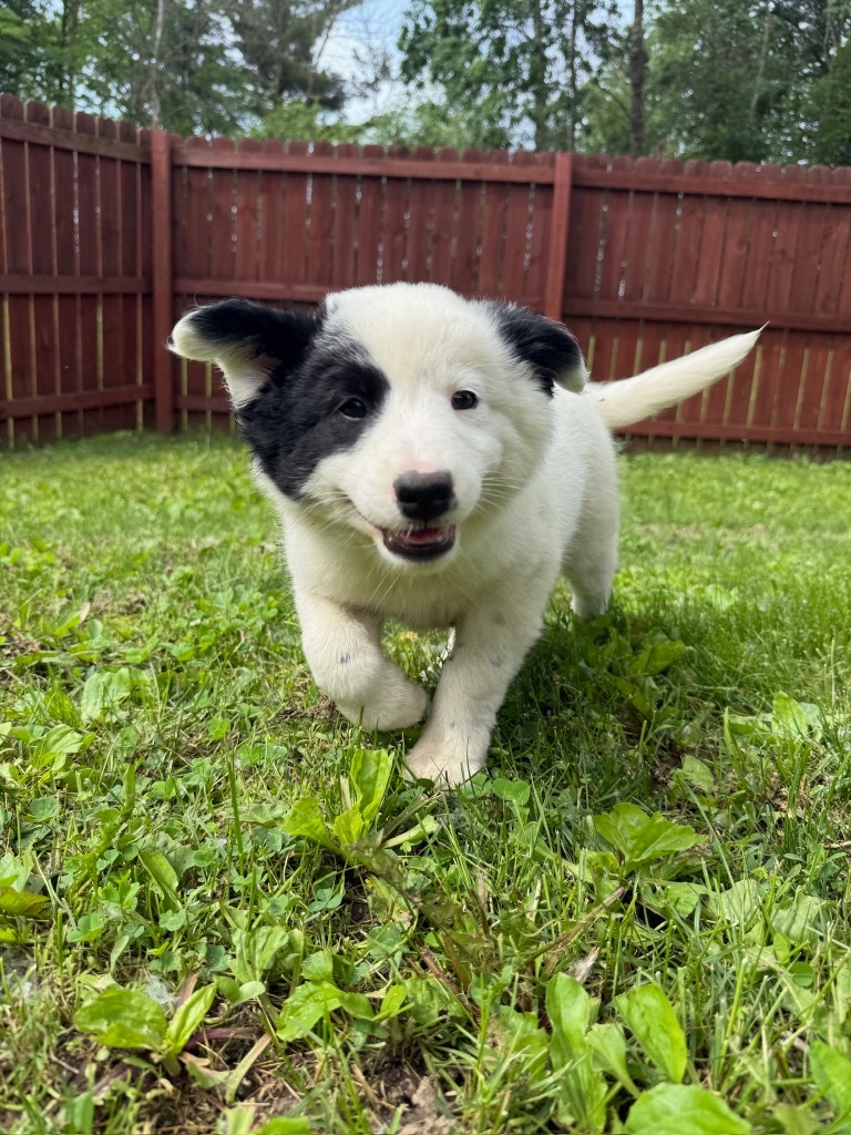 Gloria