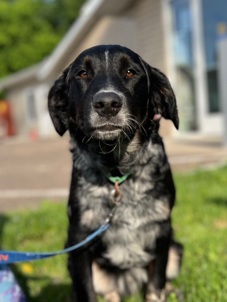 Banjo