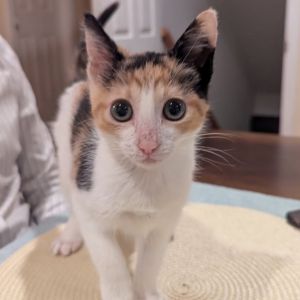Judy, Baby Female Domestic Short Hair