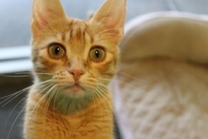 ViVi Domestic Short Hair Cat