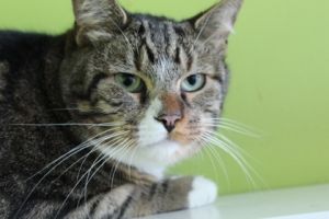 Max Domestic Short Hair Cat
