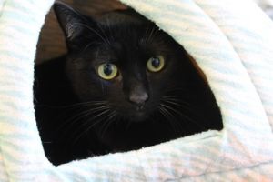 Milo Domestic Short Hair Cat
