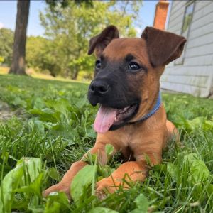 Rusty- 1334, Baby Male Mixed Breed