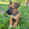 Rusty- 1334 photo 2