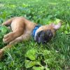 Rusty- 1334 photo 3