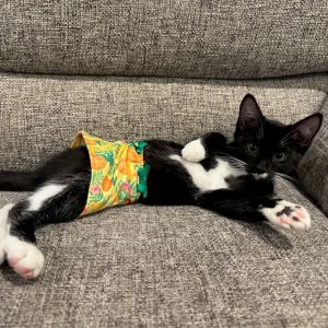 Relish- 1325, Baby Male Domestic Medium Hair