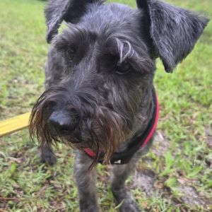 Rosie, Young Female Schnauzer