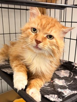 Goober, Adult Male Domestic Medium Hair