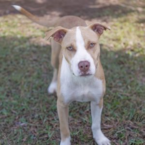 Howey, Young Male Pit Bull Terrier