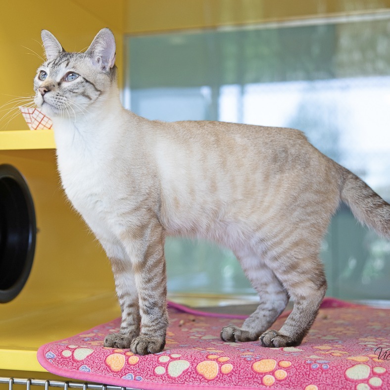 Ralph, an adoptable Siamese in Abilene, TX, 79602 | Photo Image 1