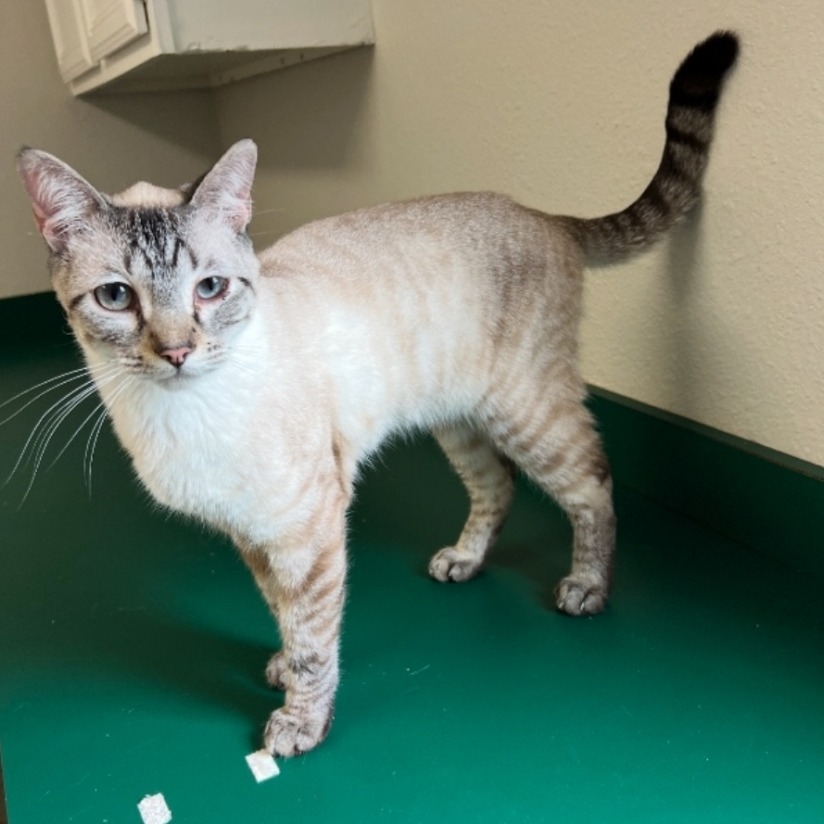 Ralph, an adoptable Siamese in Abilene, TX, 79602 | Photo Image 2