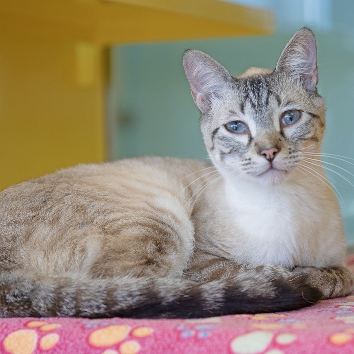 Ralph, an adoptable Siamese in Abilene, TX, 79602 | Photo Image 3
