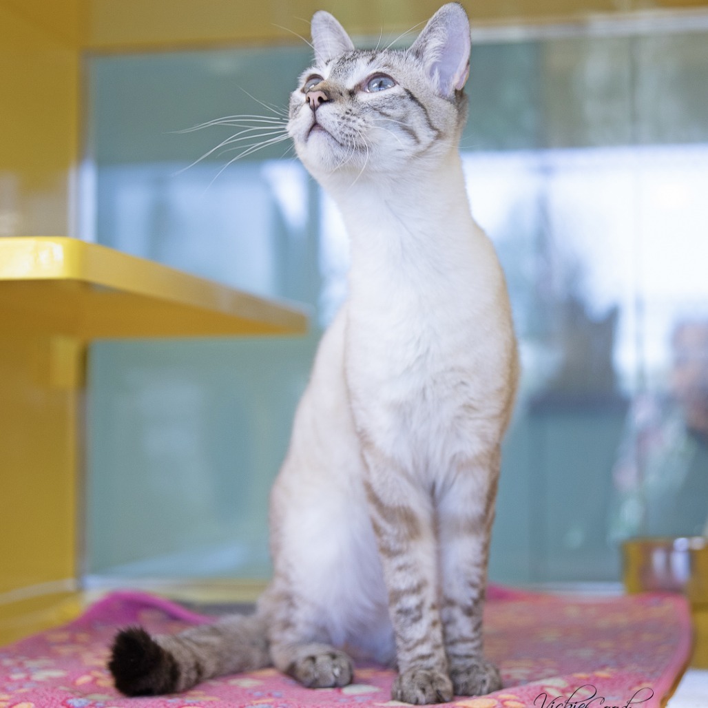 Ralph, an adoptable Siamese in Abilene, TX, 79602 | Photo Image 4
