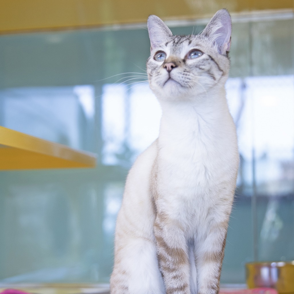 Ralph, an adoptable Siamese in Abilene, TX, 79602 | Photo Image 5