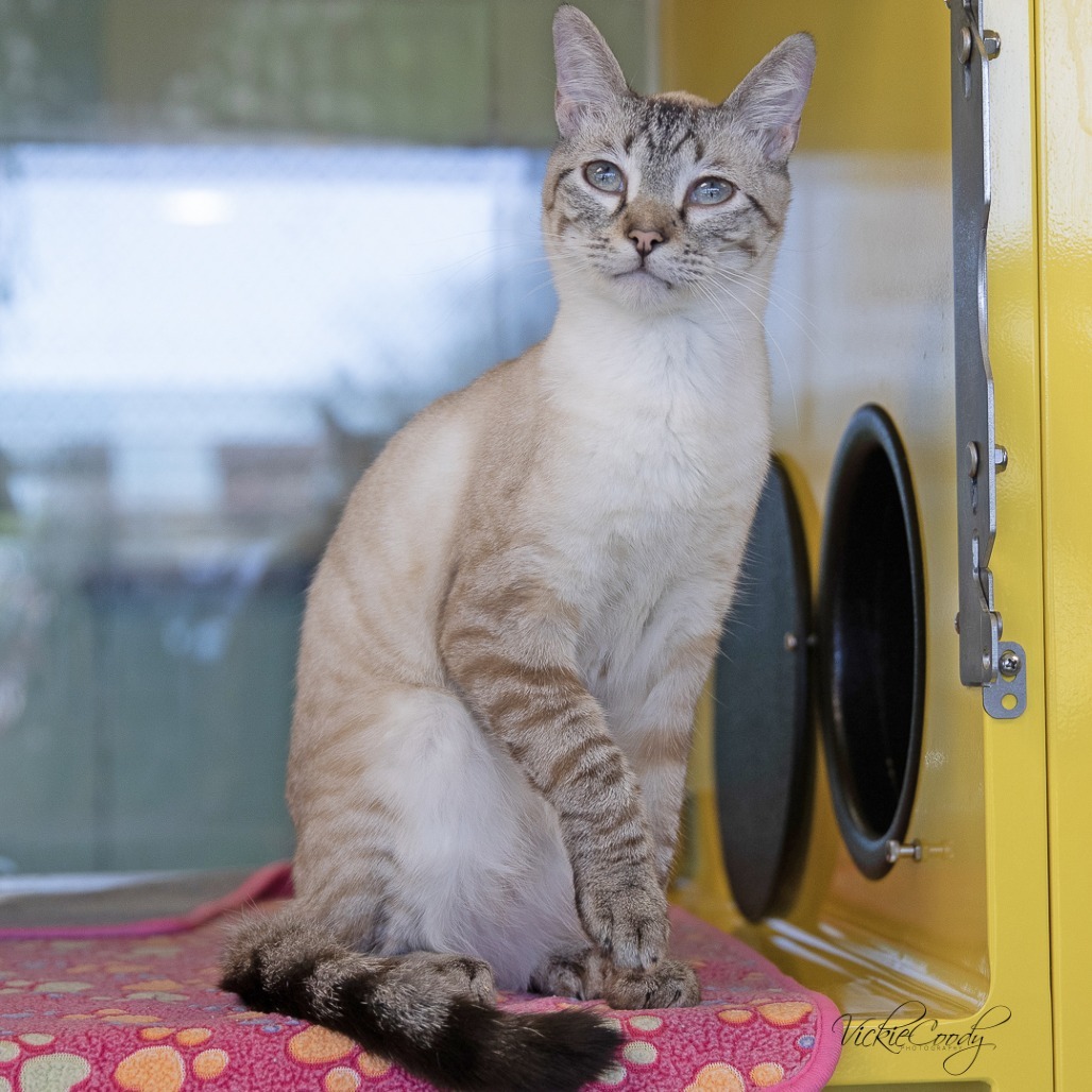Ralph, an adoptable Siamese in Abilene, TX, 79602 | Photo Image 6