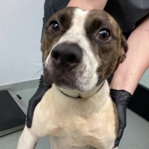 Bella, Adult Female unknown