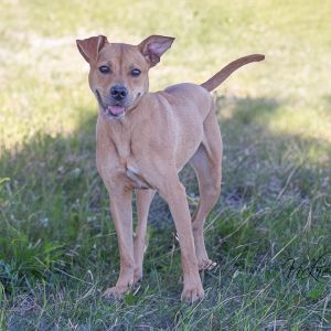 Lily, Adult Female unknown