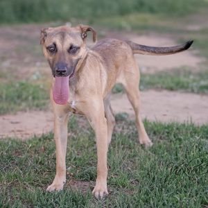 Buckles, Young Male Mixed Breed