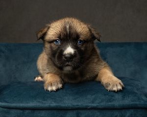 Katmai, Baby Female unknown