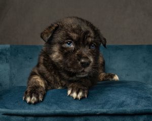 Sequoia, Baby Female unknown