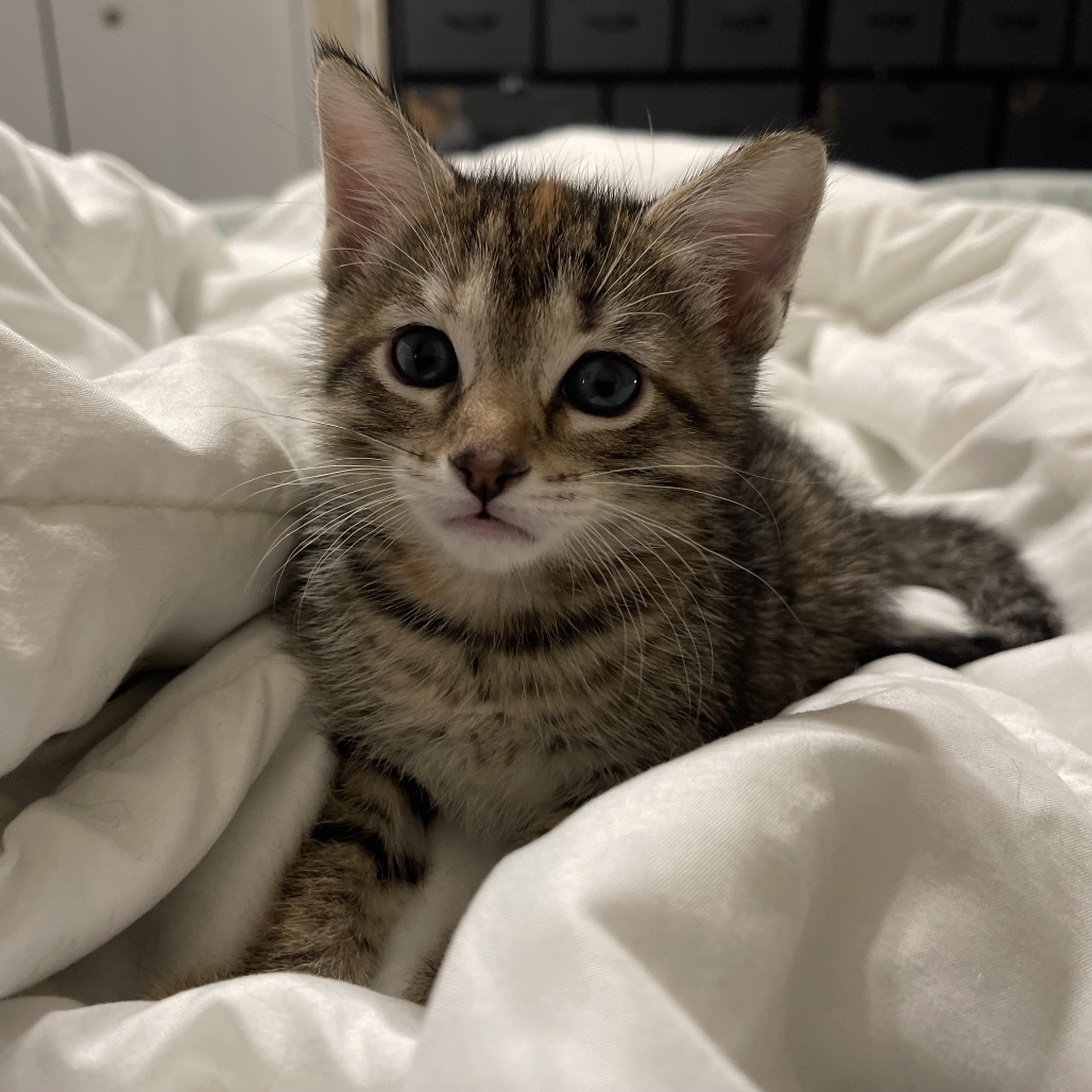 Camden (bonded with Oriole)