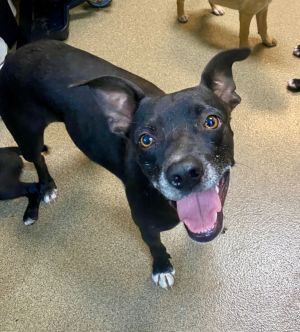 Nimble, Young Female Mixed Breed