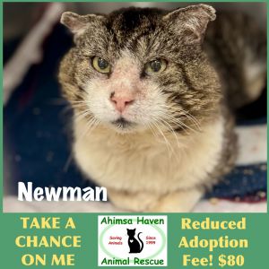 Newman, Adult Male Domestic Short Hair