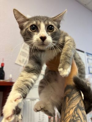 Octavia, Baby Female Domestic Short Hair