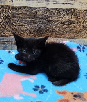 Ant, Baby Male Domestic Short Hair