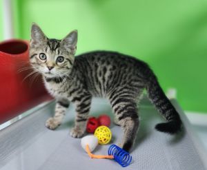 Stranger Things, Baby Male Domestic Short Hair