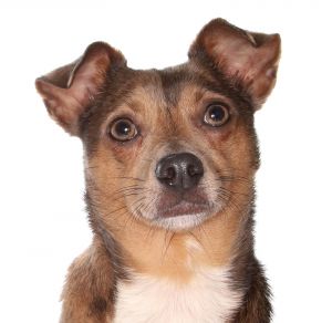 Jethro, Adult Male Chihuahua